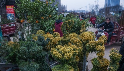 浙江金华：苗木花卉市场活力涌动
