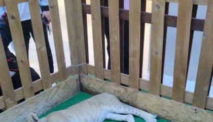 西安一商场用狮子“引流”遭质疑,小狮子、小马和羊驼已撤走