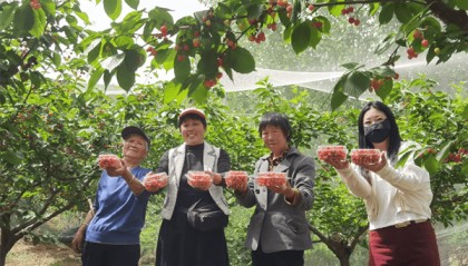 驻马店驿城区:樱桃红艳迎客来 采摘尝鲜正当时