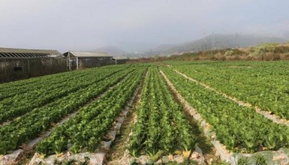 玉溪元江早春蔬菜“抢鲜”上市