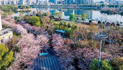 金华：国际友城公园樱花绽放