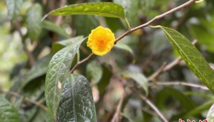 广西玉林:金花茶铺就乡村致富新路