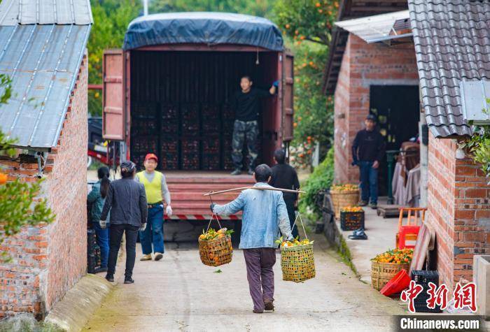 重庆万州：古红桔丰收 果农笑开颜