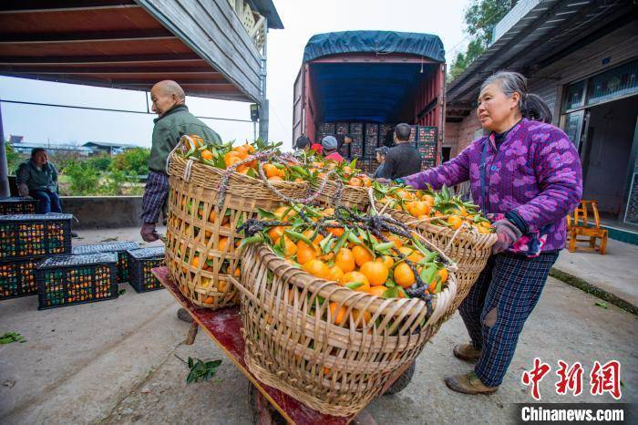 重庆万州：古红桔丰收 果农笑开颜