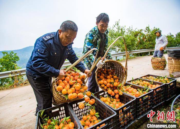 重庆万州：古红桔丰收 果农笑开颜
