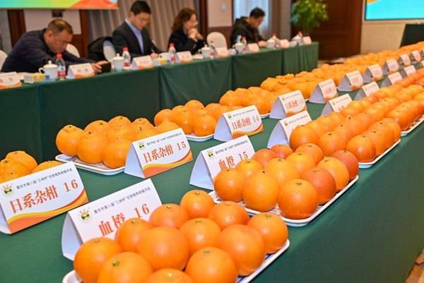 万州：美味甄选 柑橘四大“果王”出炉