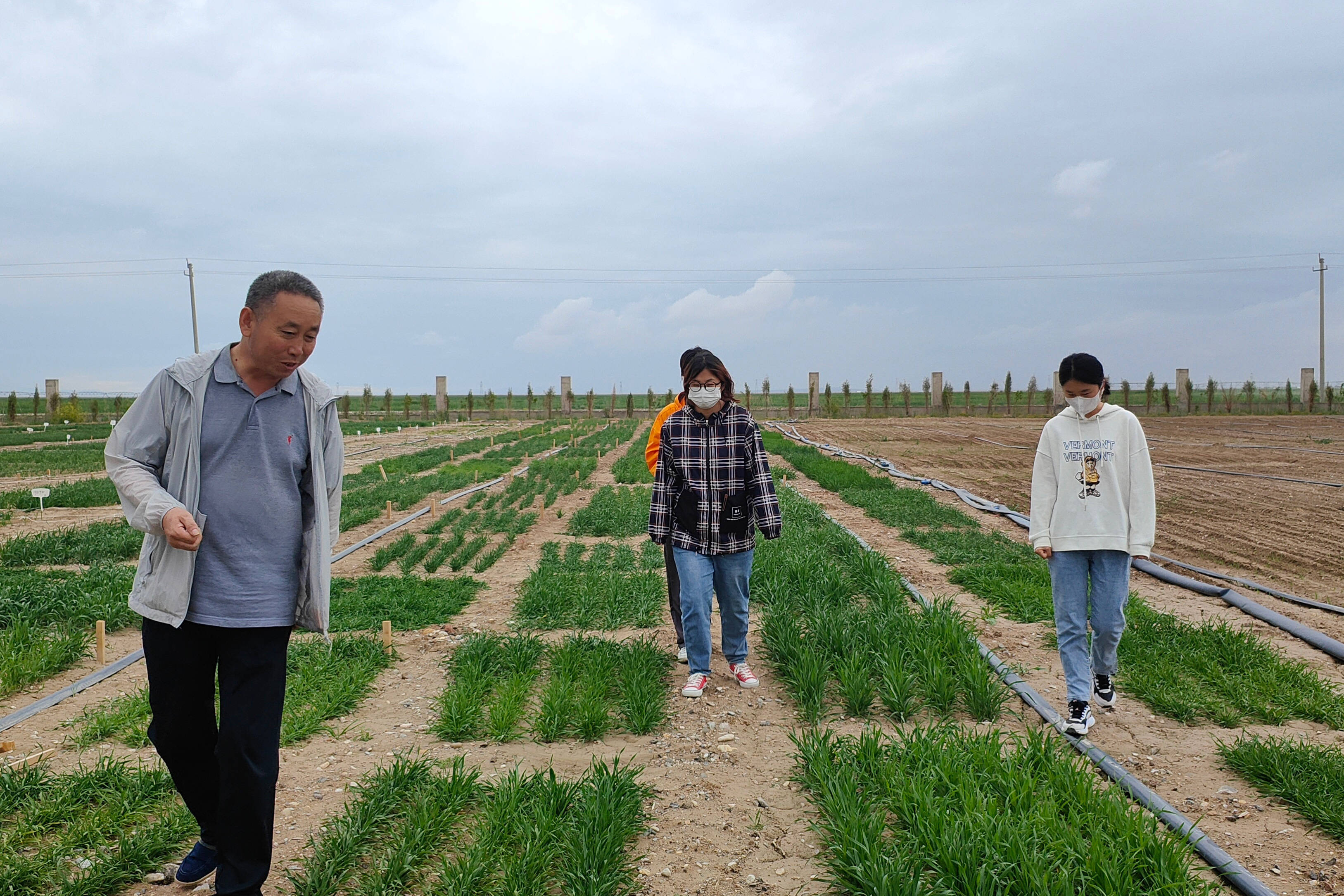 青海德令哈：科技让戈壁荒地变饲草基地