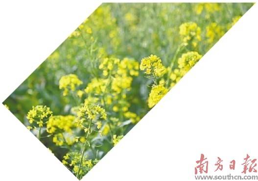 春日湛江 生机盎然