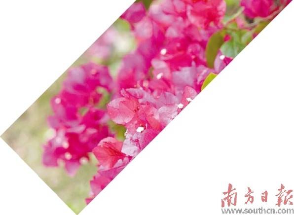 春日湛江 生机盎然