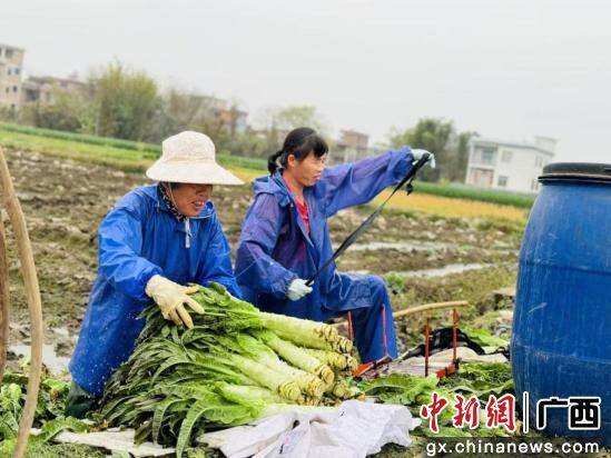 玉林玉州区时令春菜抢“鲜”上市 产销两旺促农增收