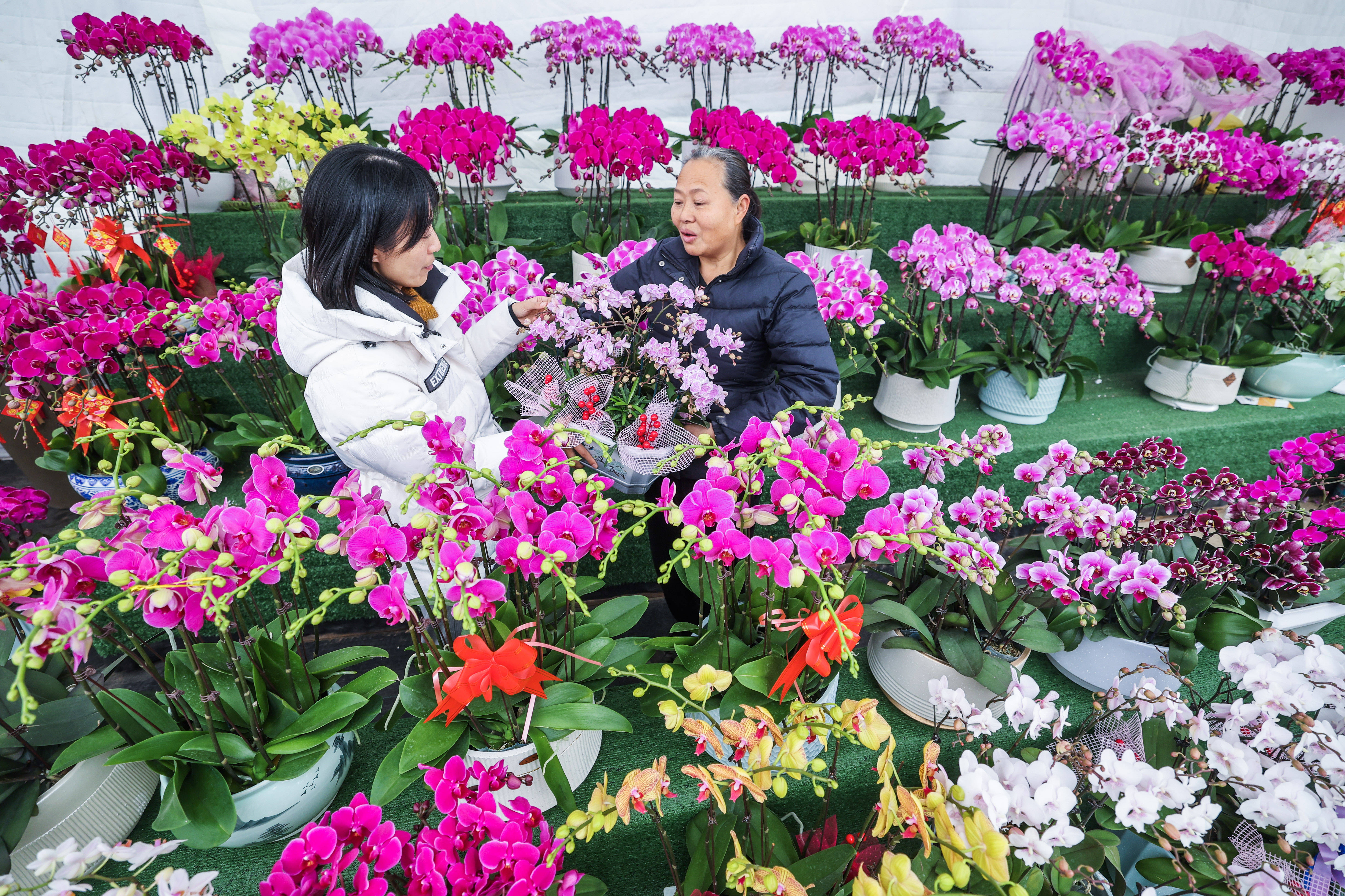 浙江金华：苗木花卉市场活力涌动