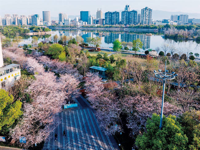 金华：国际友城公园樱花绽放
