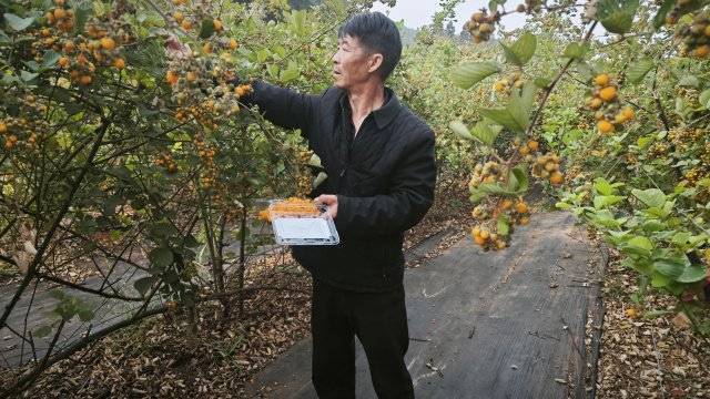 玉溪通海无刺黄泡熟啦！