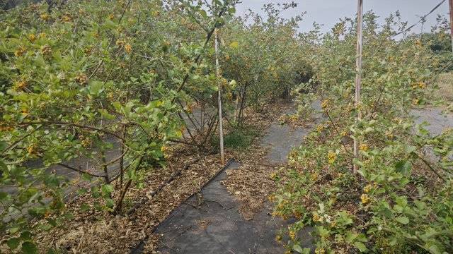玉溪通海无刺黄泡熟啦！
