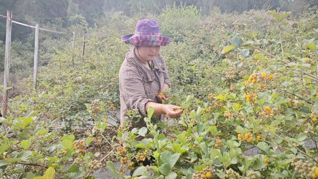 玉溪通海无刺黄泡熟啦！