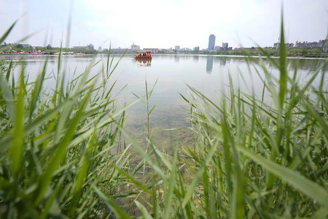 银川：夏日“塞上湖城”美如画