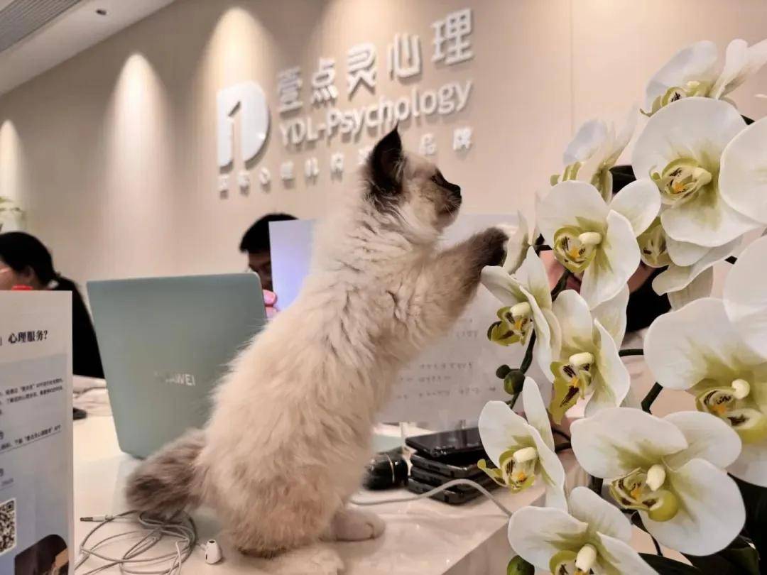 广州心理咨询价格战真相：有牌照的平台为何能媲美三甲医院？